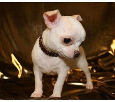 chihuahua pups voor adoptie