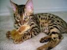 Bangal kitten voor vrije adoptie
