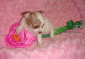 Chihuahua pups