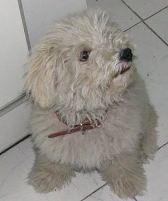 Lovely Puli K�lyk�k elfogad�s