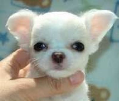  Mooie chihuahua pups voor adoptie