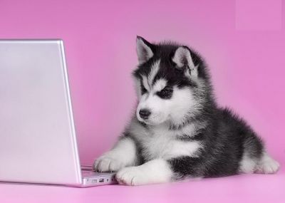 Siberische Husky pups met FCI papieren!
