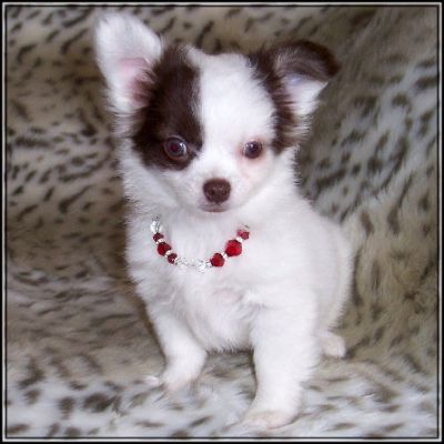 Kwaliteit chihuahua pups beschikbaar.