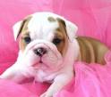 Engels stier puppy voor adoptie