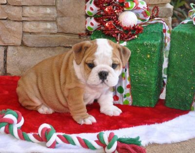 Goed opgeleide Engels Bulldog pups voor adoptie