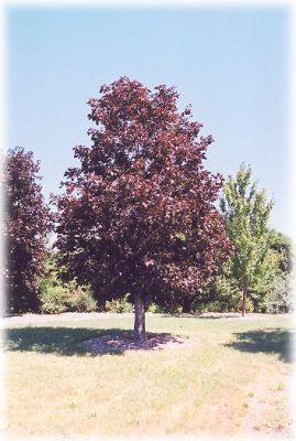 vooraluwplanten