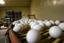 Fertile Parrot Eggs for sale