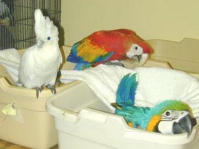  Vruchtbare papegaai eieren en baby's papegaai te koop