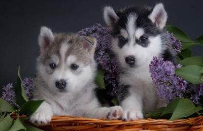 Mooie Siberische Husky pups voor gratis