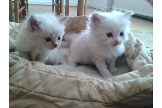  Schattige katjes Ragdoll 