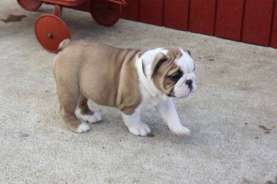 Adorable Engels Bulldog pups voor adoptie