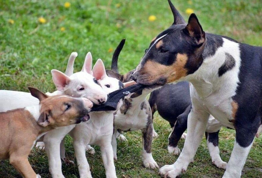 Miniatur Bull Terriers Beschikbaar met Garantie en Stamboom