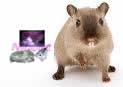 Siamese en burmese gerbils
