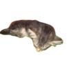 Schattige katjes