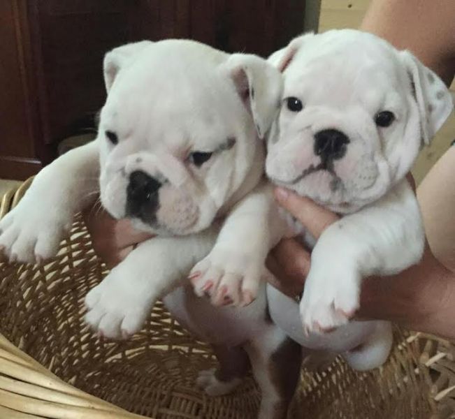 Gezonde Engels Bulldog Pups Beschikbaar