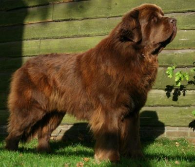 Newfoundlander pups met stamboom