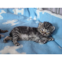 Bezoek ons kittenalbum op facebook!