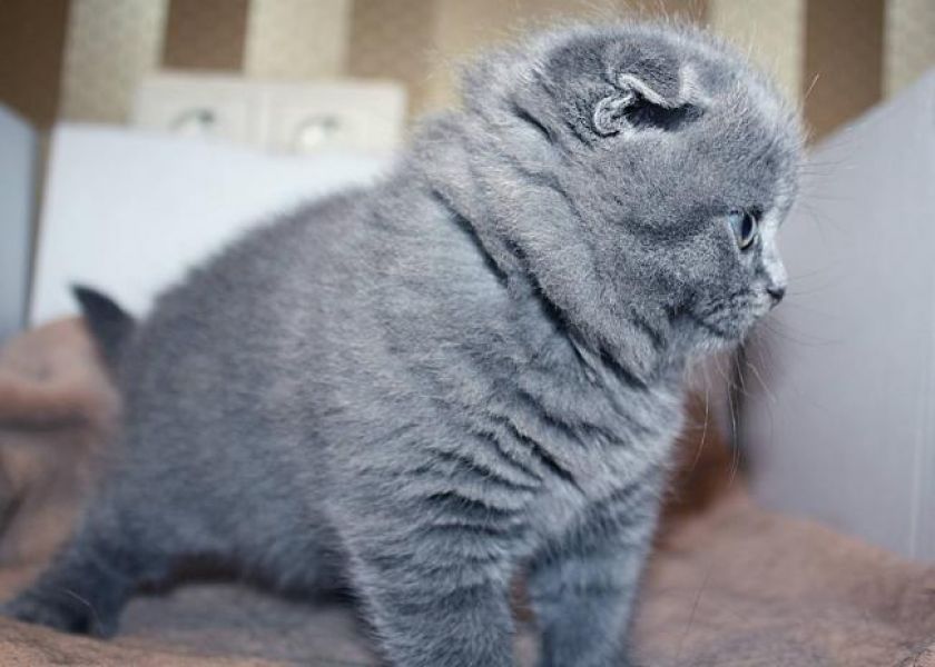 Gorgeous scottish fold kittens