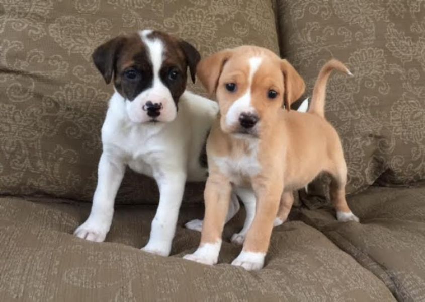 Twee schattige Boxer pups voor adoptie