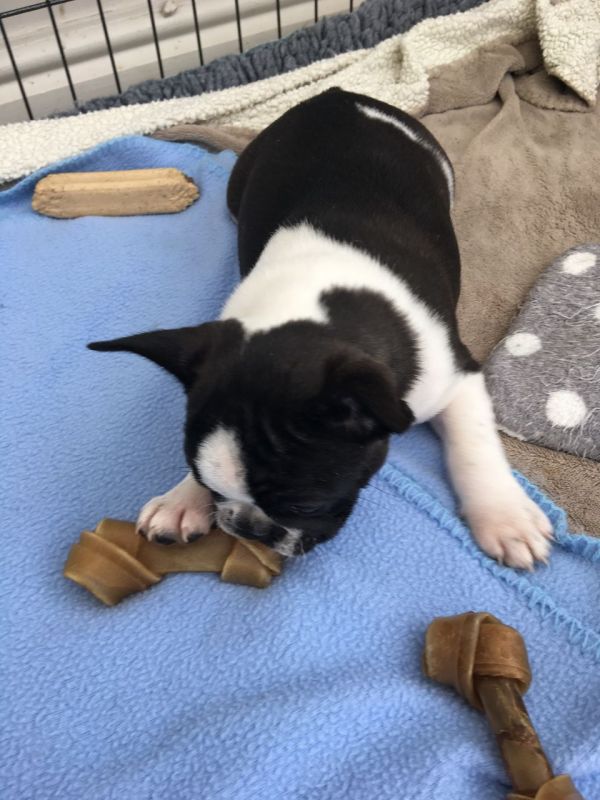 Franse bulldog puppies voor adoptie