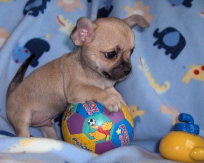 Kleine chihuahua pups voor adoptie.