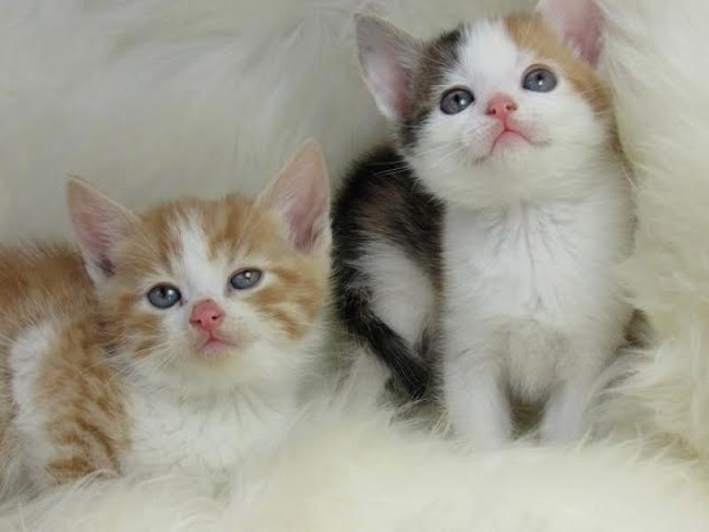 Leuke Perzische katjes voor vrije adoptie