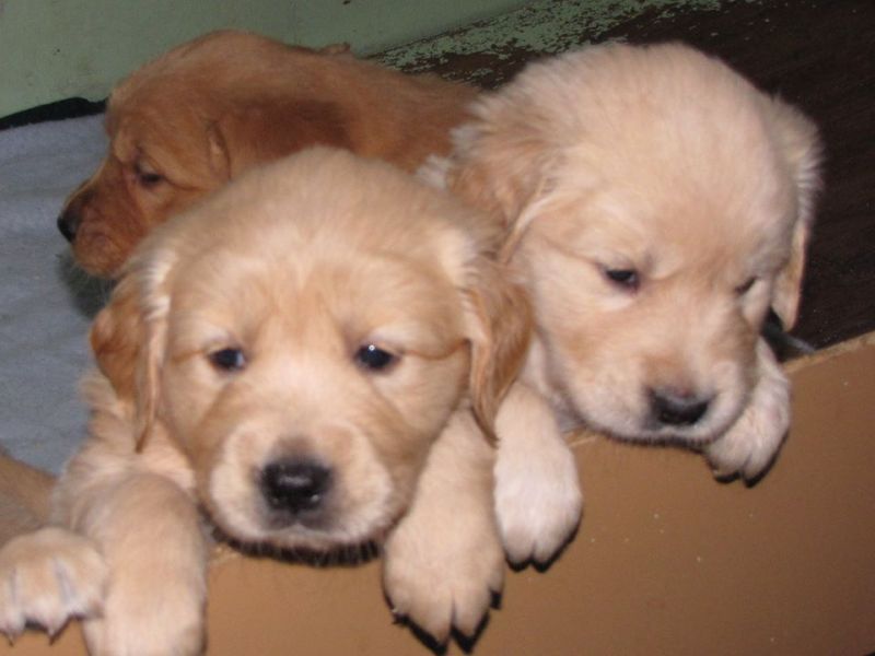  5 golden retriever puppies