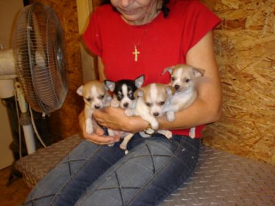 Gratis chihuahua pups