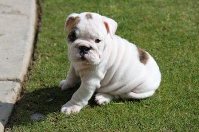 4 Engels Bulldog pups