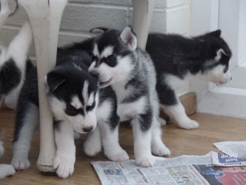 Siberische husky pups voor adoptie 12 weken oud