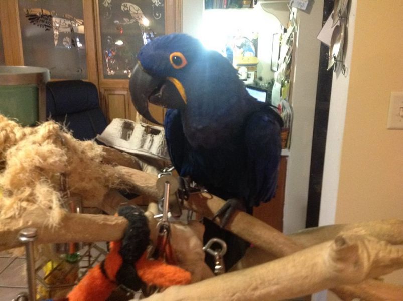 Hyacinth Macaw aangenomen