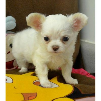 Gezonde Mooie Chihuahua pups.