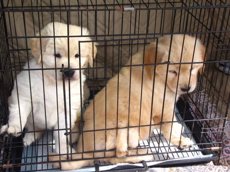  5 golden retriever puppies