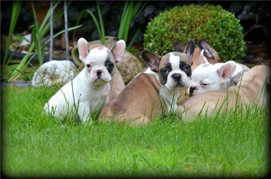 Mooie Franse Bulldog Puppies te koop.