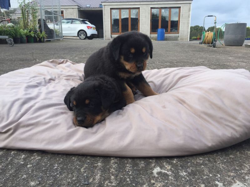 Rottweiler pups voor adoptie