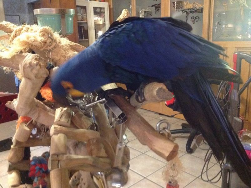 Hyacinth Macaw aangenomen