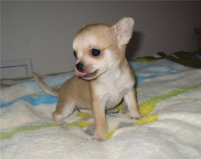 Kleine en Gezonde Chihuahua Pups