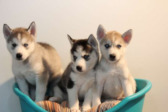  Leuke husky pupjes , blauwe oogjes. 