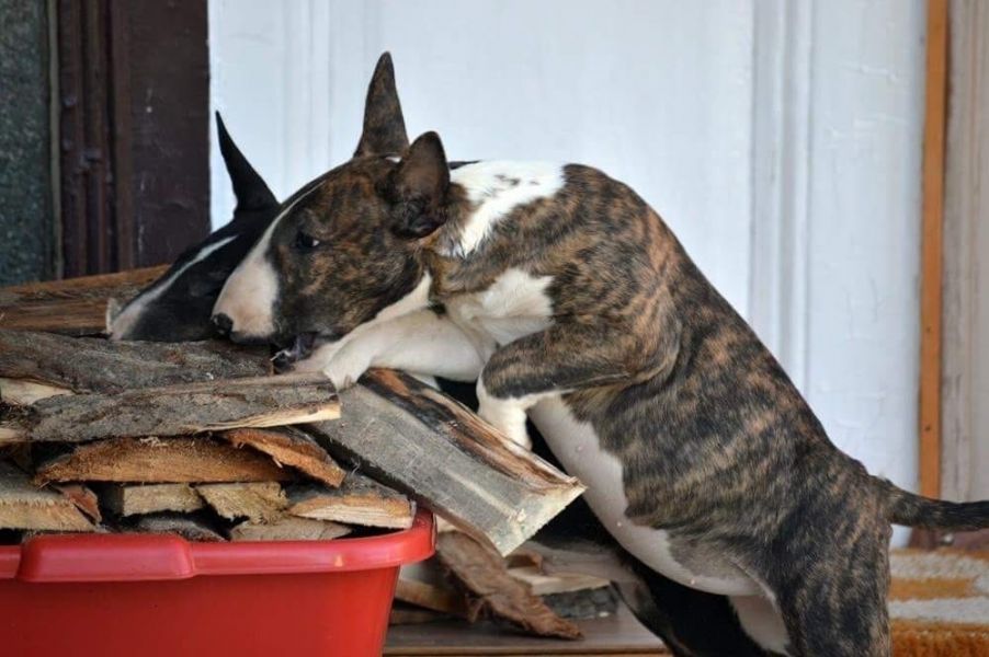 Miniatur Bull Terriers Beschikbaar met Garantie en Stamboom