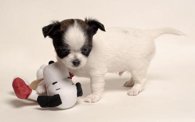 Prachtige Chihuahua Pups met Stamboom