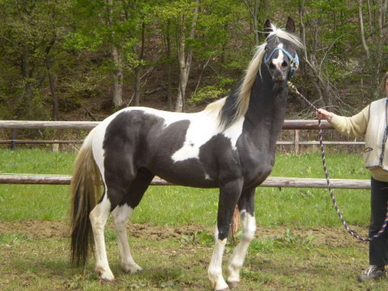 Homozygoot pintabian ter dekking