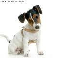Ebook - Complete Trainingsboek voor de Jack Russell Terrier.