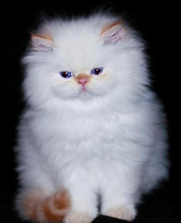 Schattige mannelijke en vrouwelijke perzische kittens beschikbaar