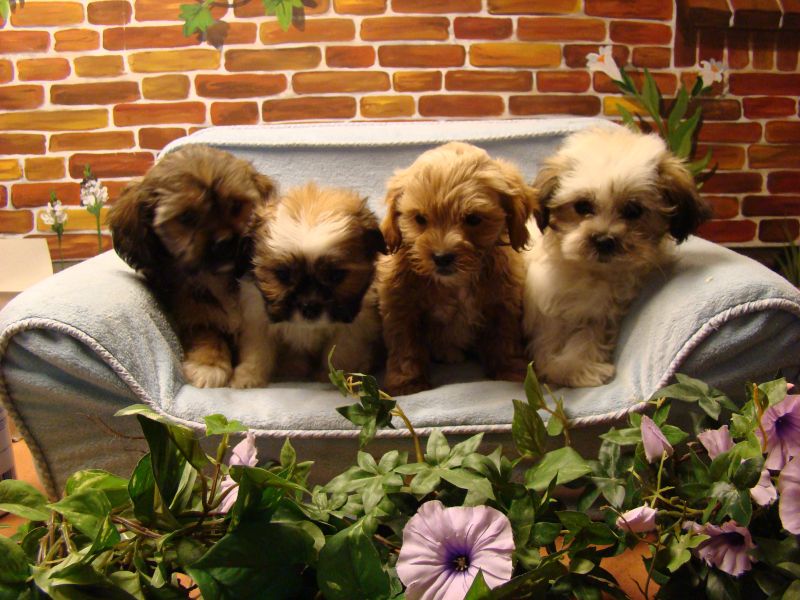 Boomers boomer pups