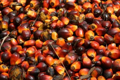 Ruwe olie en geraffineerde palmolie