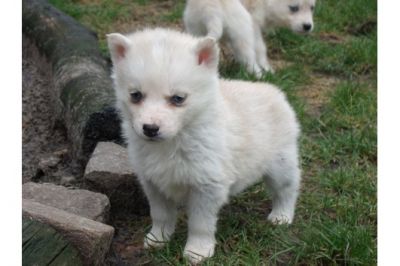 Mooie Siberische Husky pups