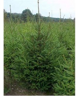 Kerstbomen 175CM / Topkwaliteit in pot gekweekt