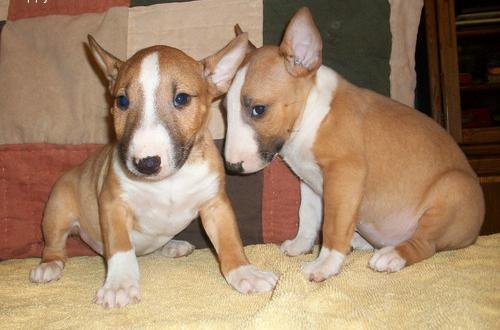 Schattige mannelijke en vrouwelijke bull terrier puppies