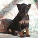 Aanhankelijk pinshner puppy voor vrije adoptie. deze pup is goed...