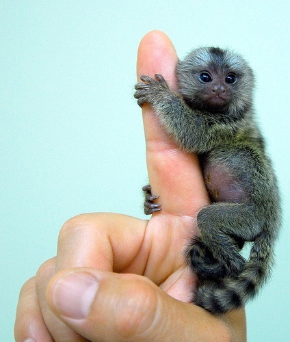 Baby marmoset apen voor adoptie. 